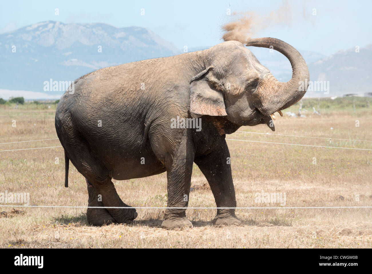 Nettoyage de l'éléphant lui-même avec du sable. Banque D'Images