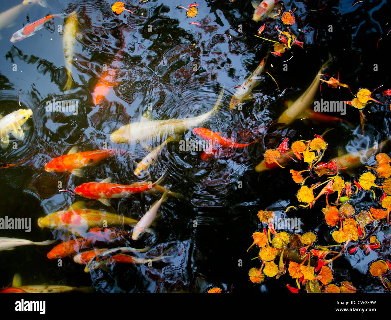 Koi de poissons dans un étang Banque D'Images