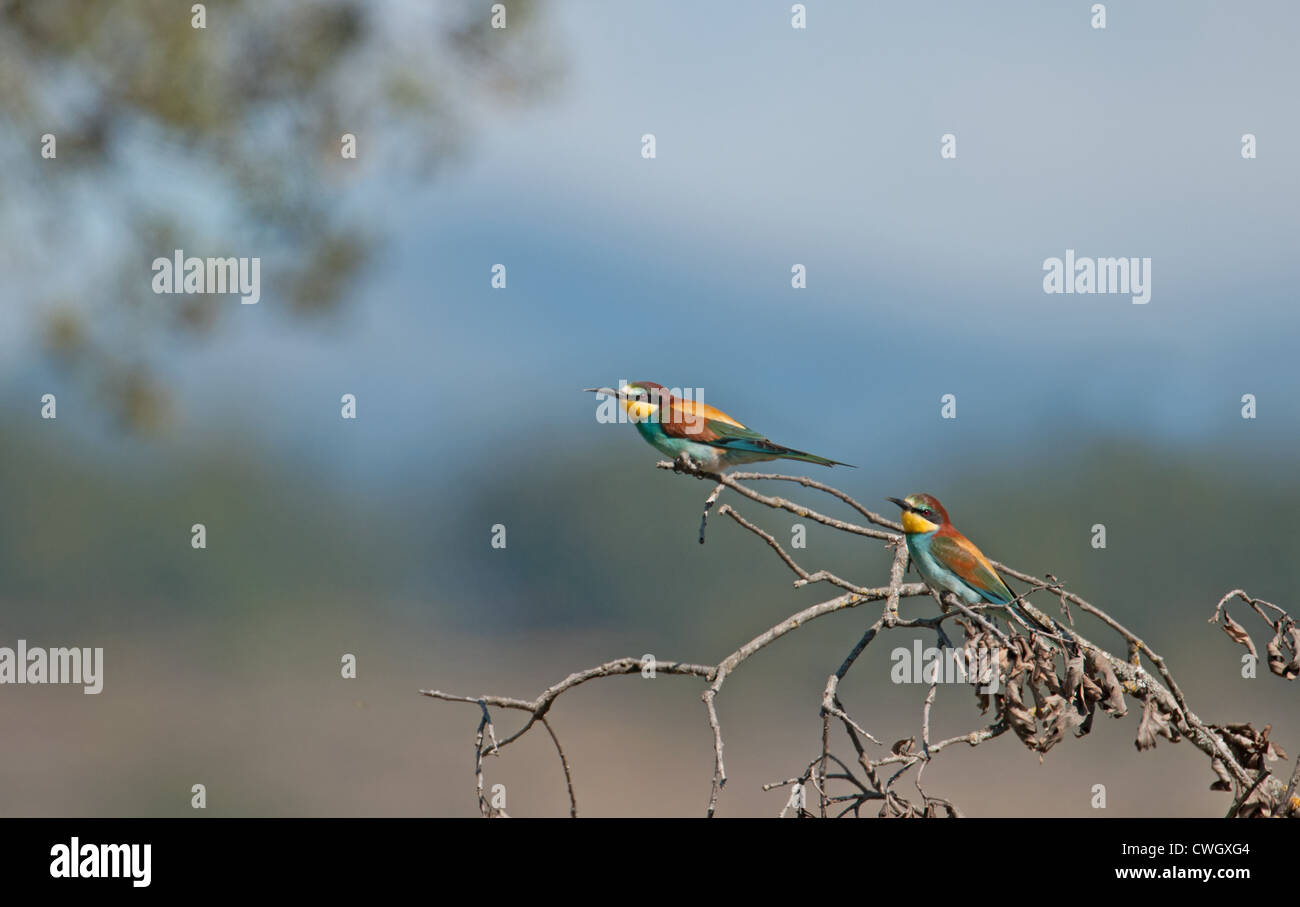European Bee-eaters, Merops apiaster. L'Espagne. Banque D'Images