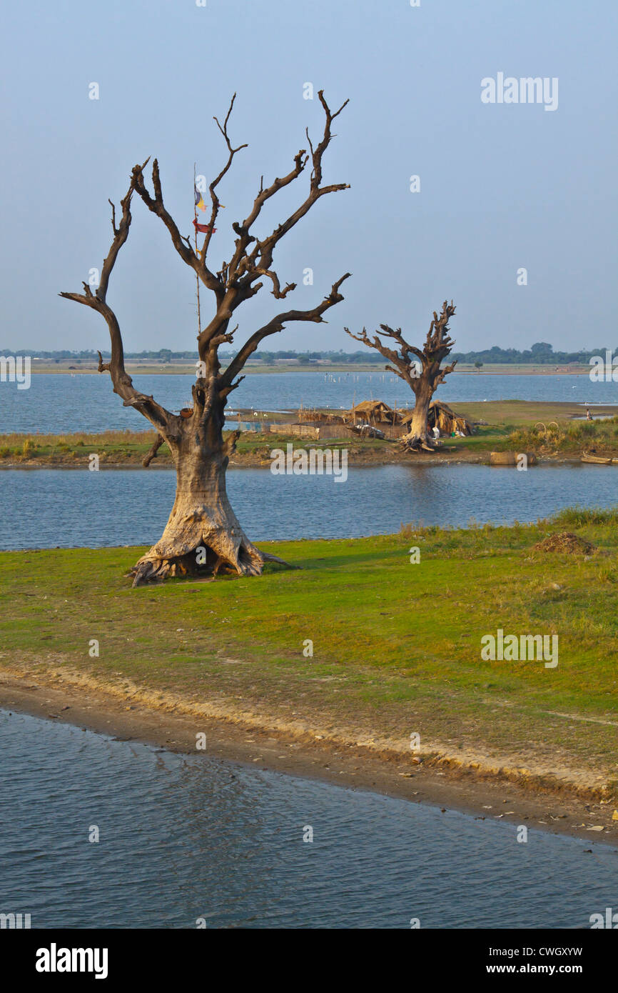 Les arbres morts sur la rive du lac Taungthaman - AMARAPURA, MYANMAR Banque D'Images