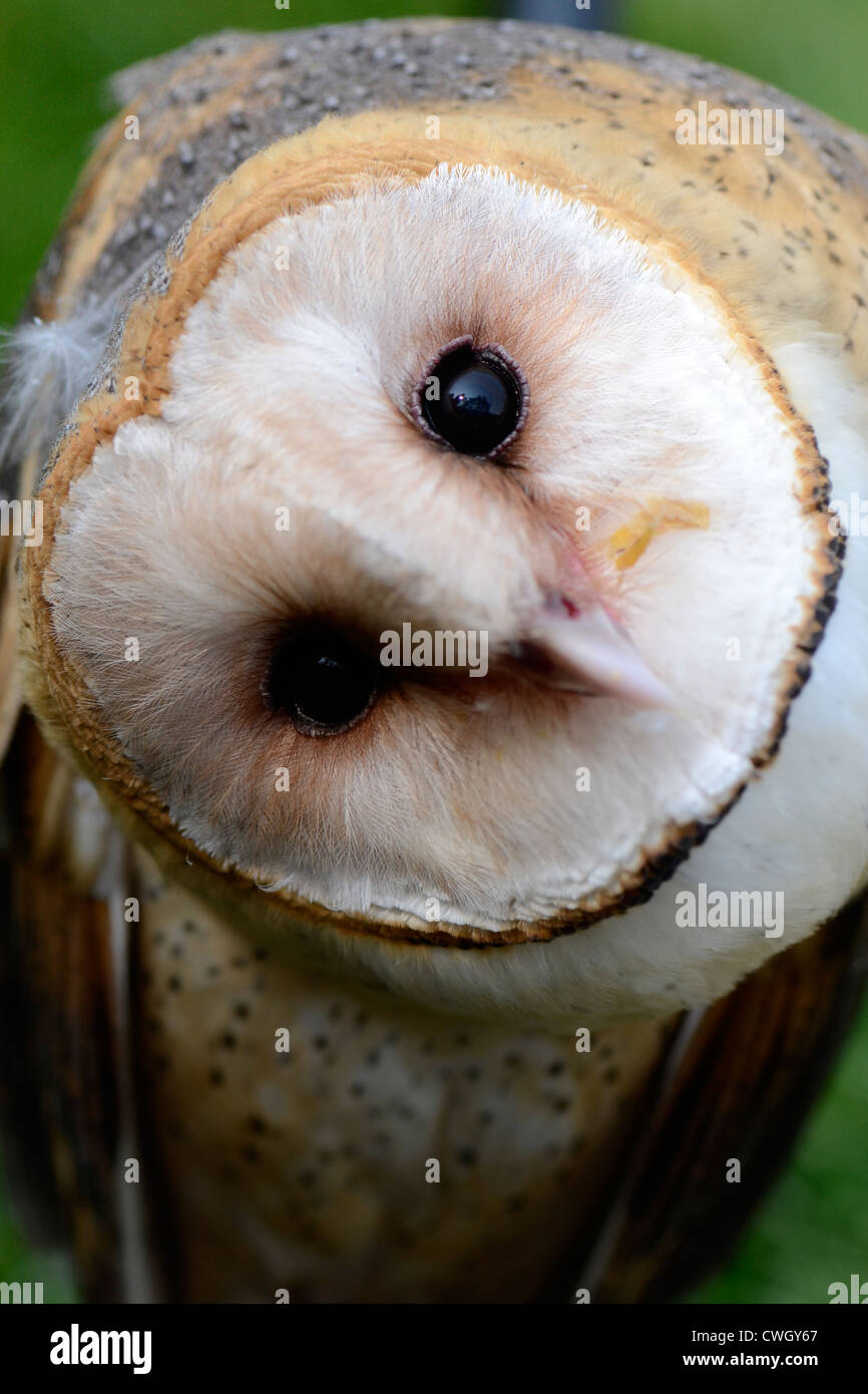Close up of Barn Owl Banque D'Images