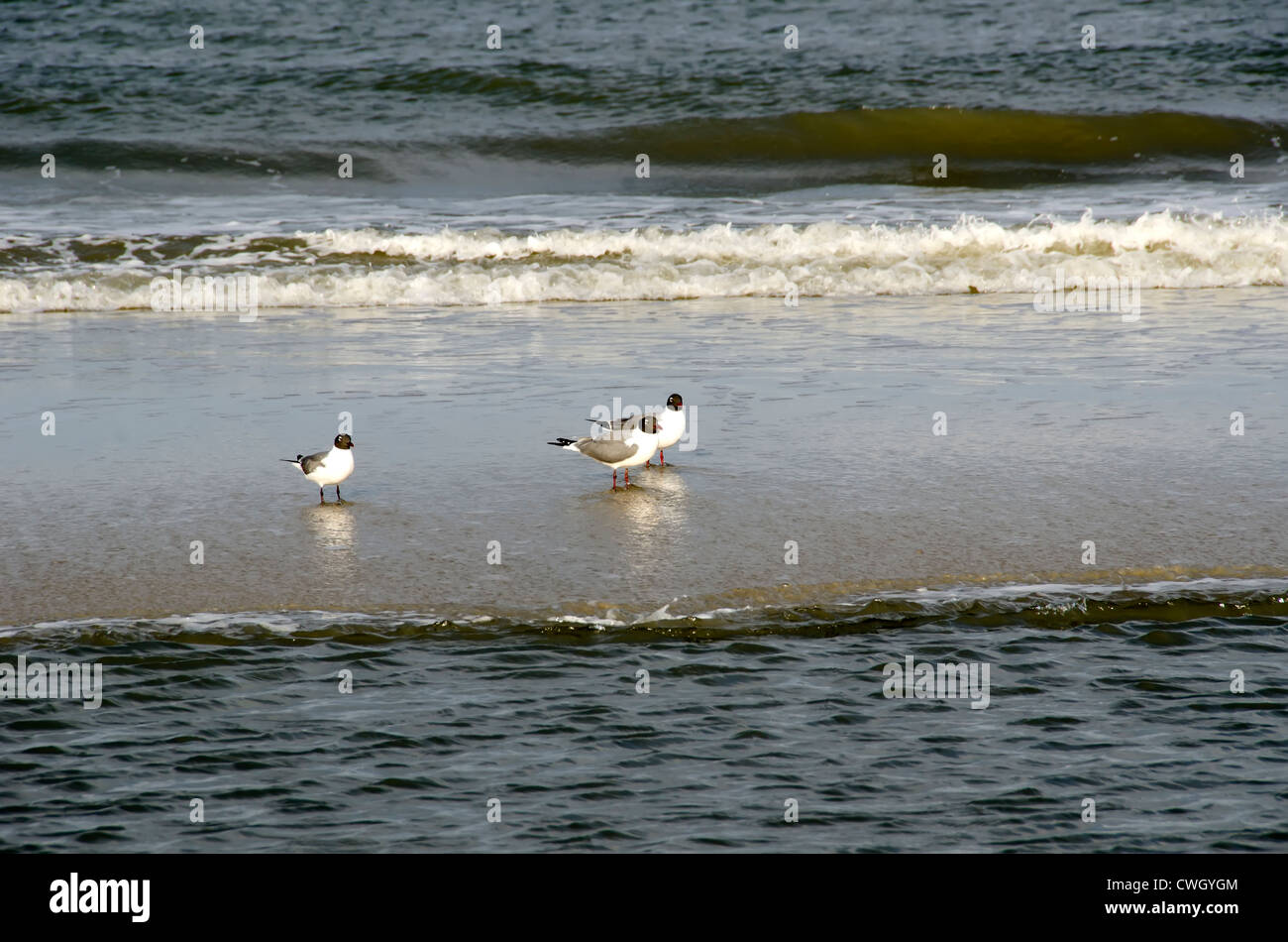 Trois sacs à l'huître américaine (Haematopus palliatus) près de la plage déserte sur surfline à corolle, Caroline du Nord Outer Banks Banque D'Images