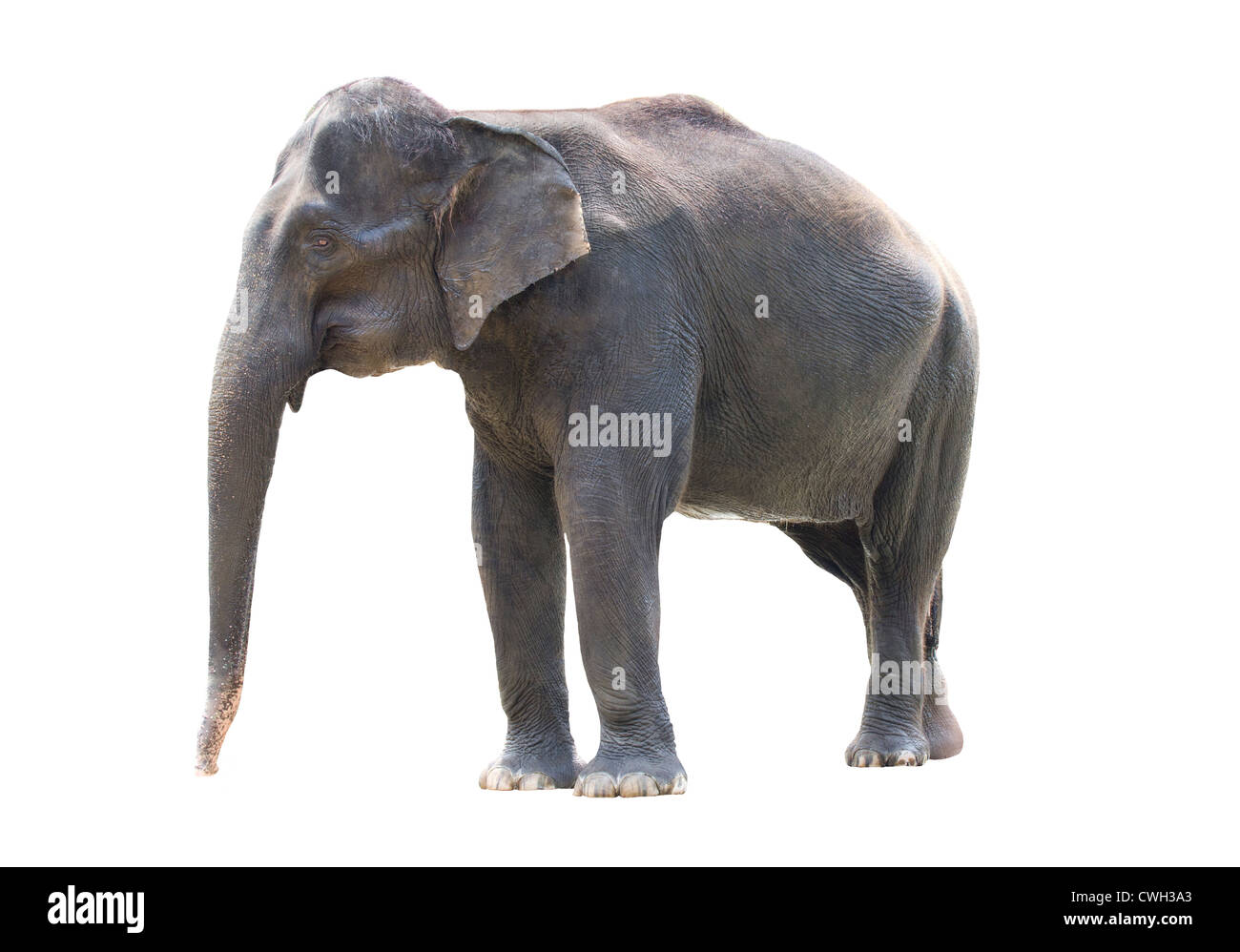 L'éléphant asiatique et permanent en blanc isolé Banque D'Images