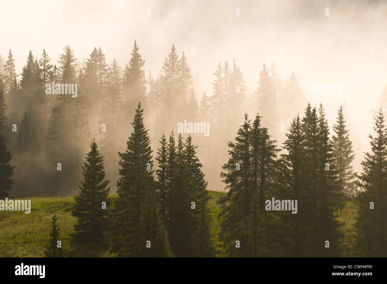 Le brouillard et des sapins sur les molas Pass, San Juan National Forest, Silverton, Colorado. Banque D'Images