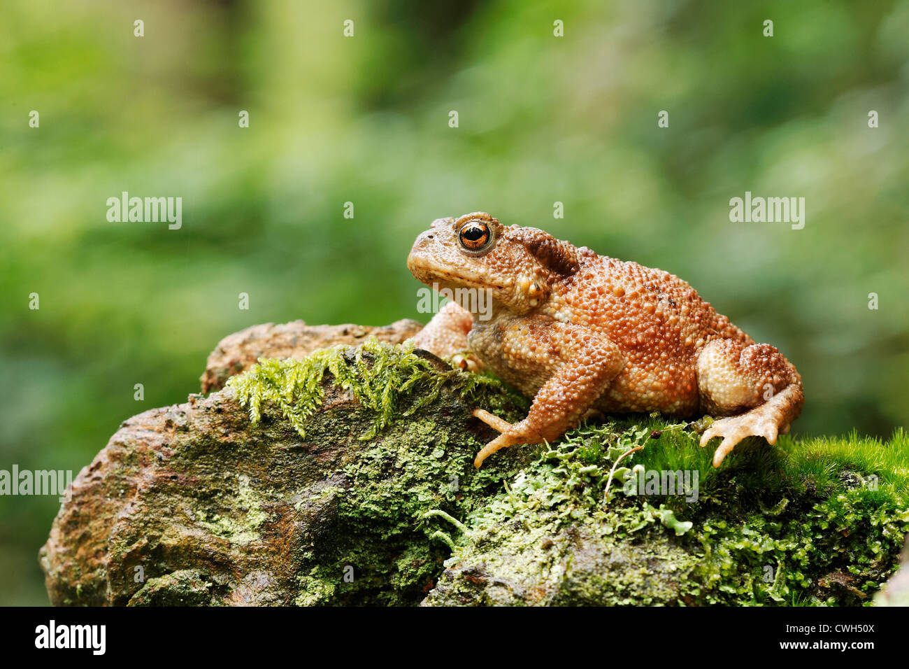 Crapaud commun, Bufo bufo, le crapaud unique on log, Warwickshire, Août 2012 Banque D'Images