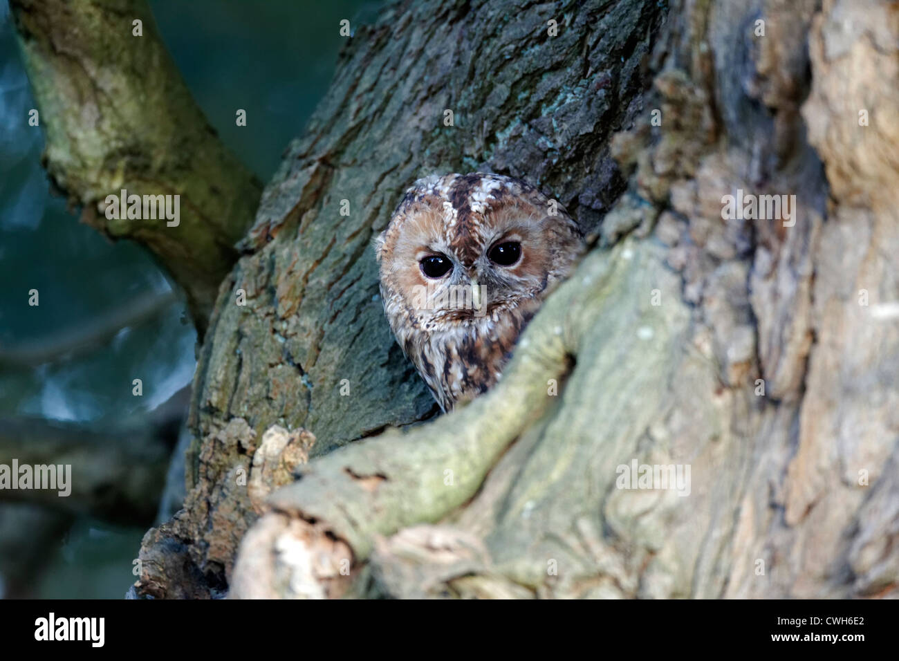 Chouette hulotte, Strix Aluco enr, seul oiseau à roost, Warwickshire, Août 2012 Banque D'Images