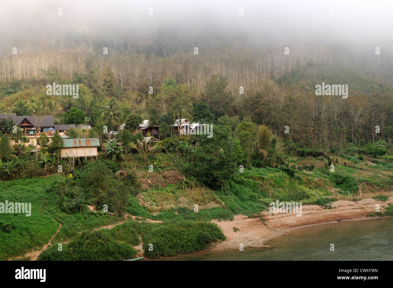 Plantation de teck sur les rives de la rivière Nam Ou au Laos brume matinale Banque D'Images