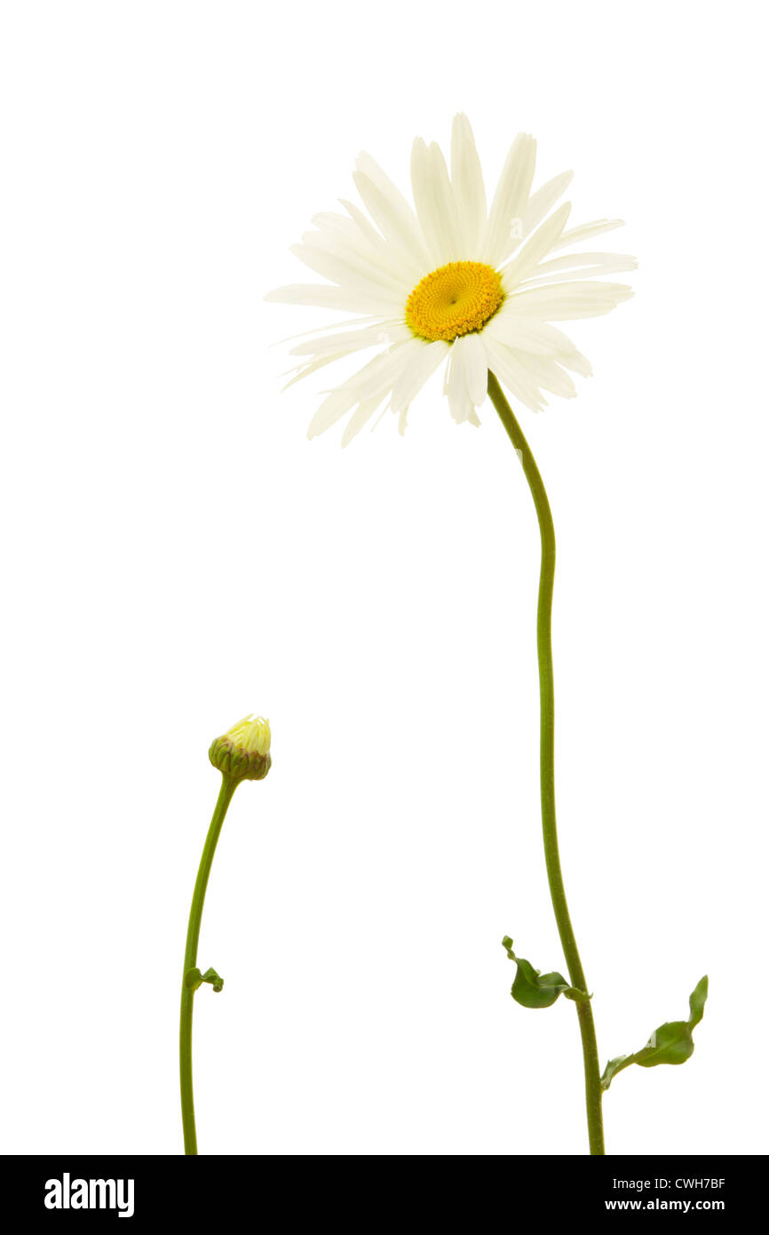 Oxeye Daisy (Leucanthemum vulgare) et de fleurs en été fleurs sur fond blanc Banque D'Images