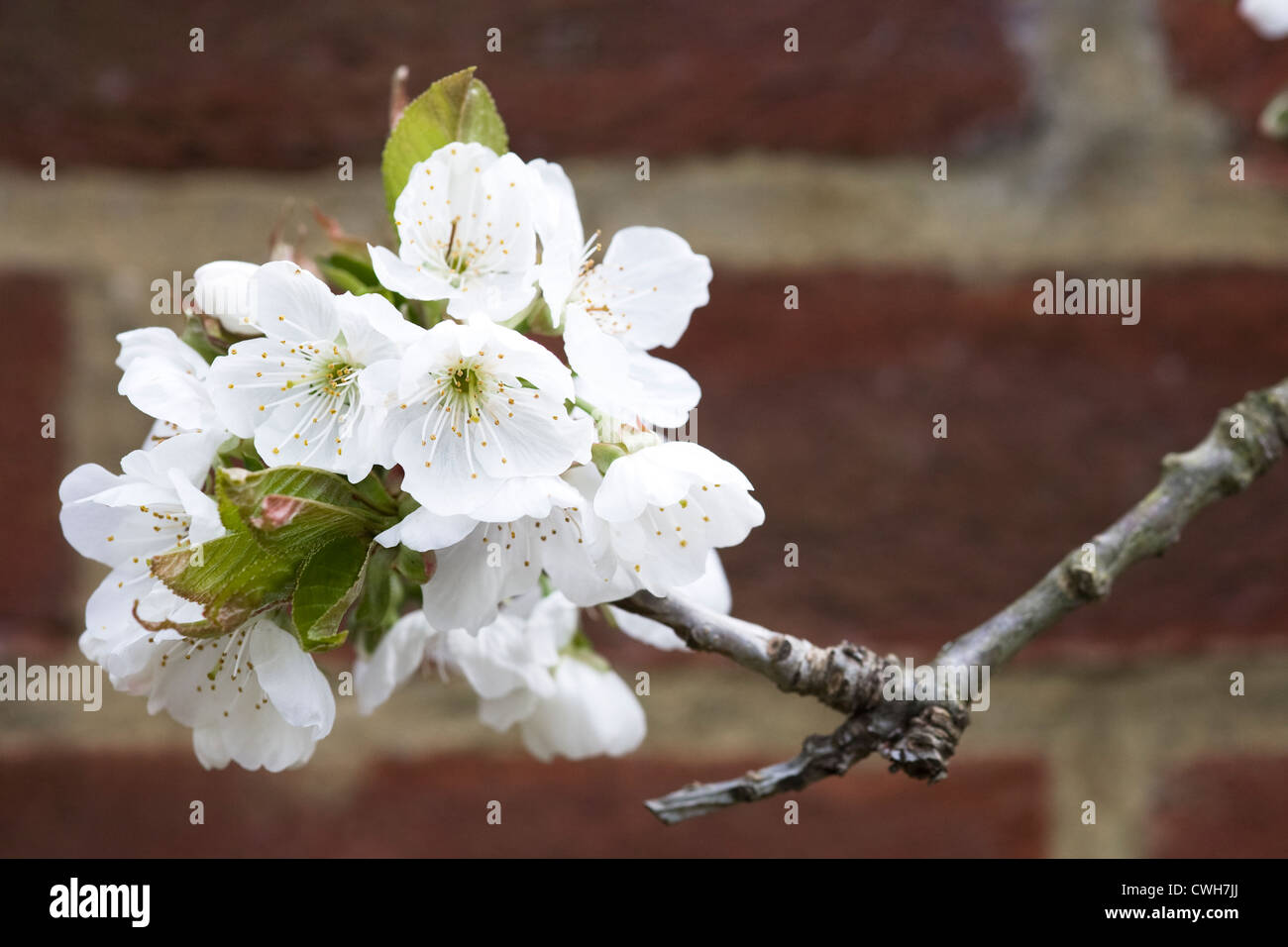 Prunus avium. Sweet Cherry 'Sunburst' blossom contre un mur de brique rouge. Banque D'Images
