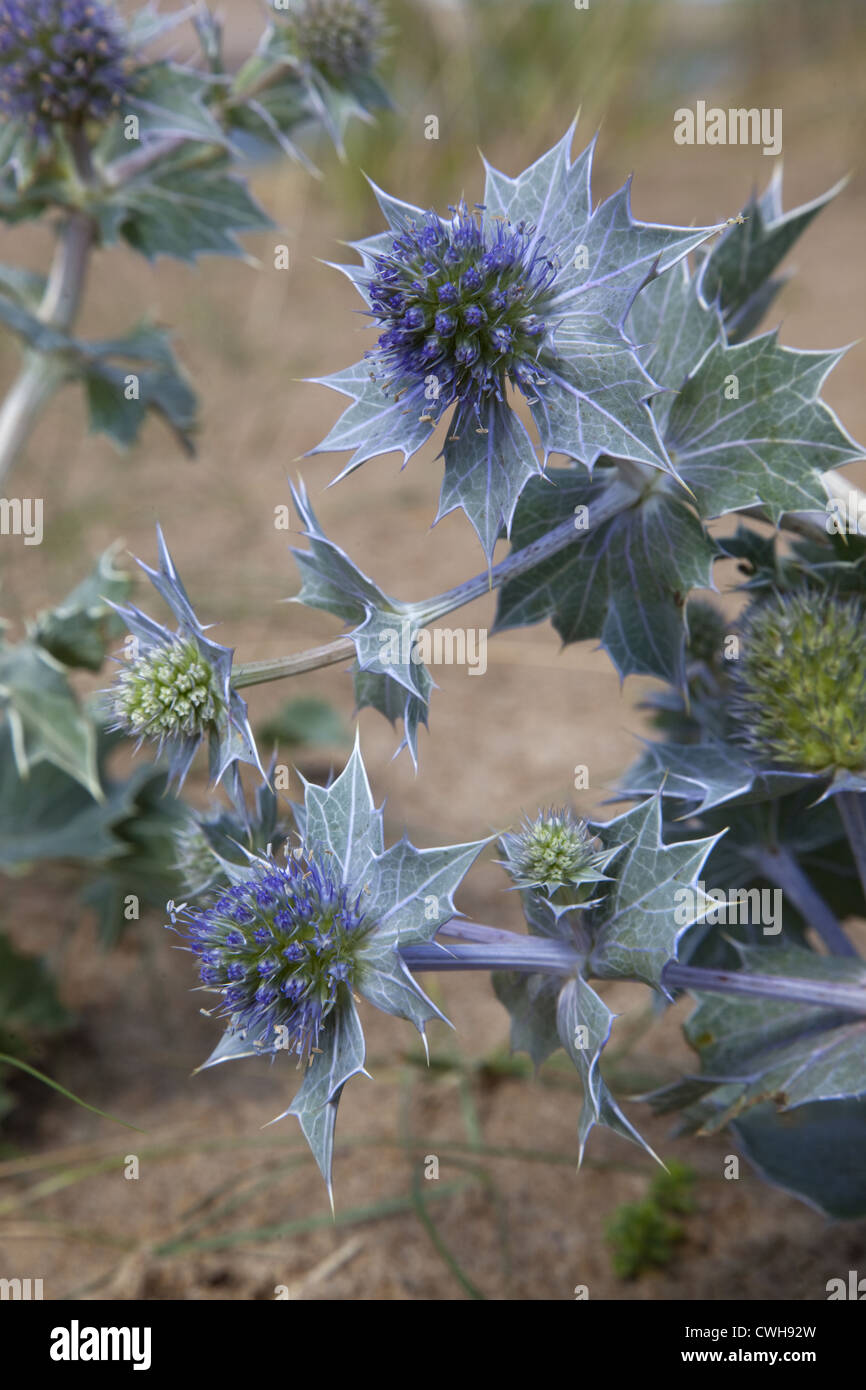 Holly Eryngium maritimum mer croissant dans les dunes côtières Banque D'Images