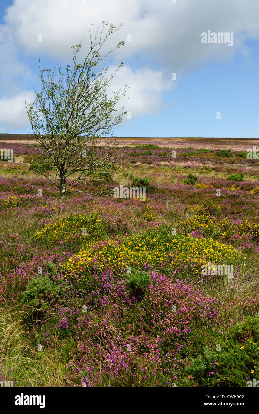 Dunkery Beacon, point le plus élevé du Parc National d'Exmoor de fleurs de bruyère Banque D'Images