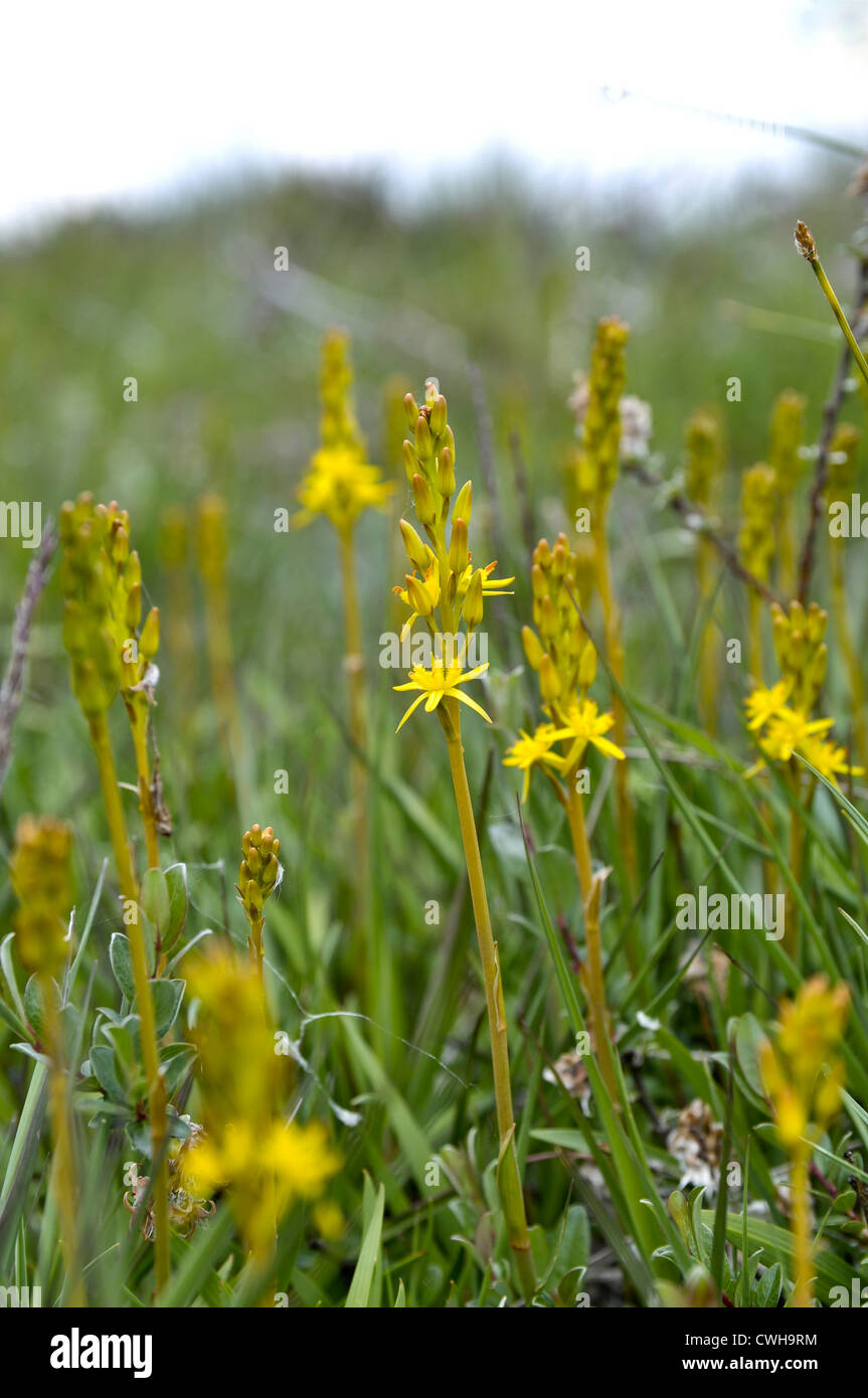 Bog Asphodel Banque D'Images