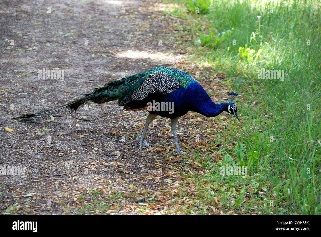 Peacock dans la réserve naturelle de l'île de paon à Berlin. Banque D'Images