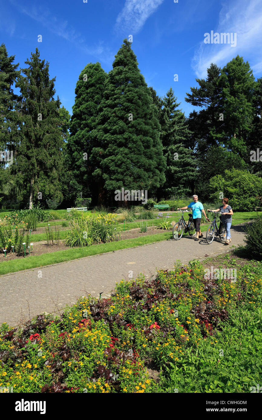 Riesenmammutbaum im Botanischen Garten dans Krefeld-Oppum, Niederrhein, Nordrhein-Westfalen Banque D'Images