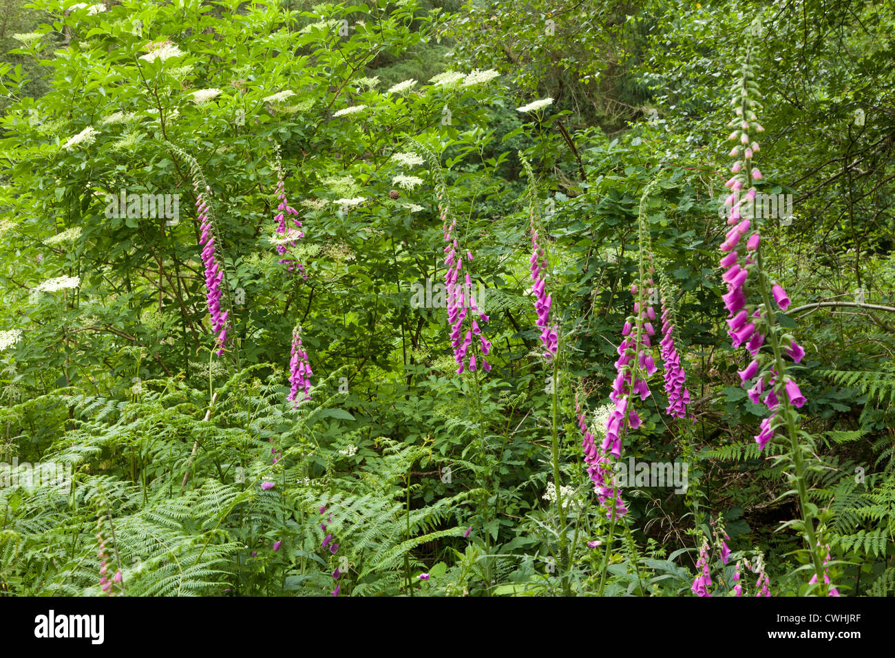 Fleurs sauvages digitales dans la forêt de Dean près de Hewelsfield, Gloucestershire, Royaume-Uni Banque D'Images