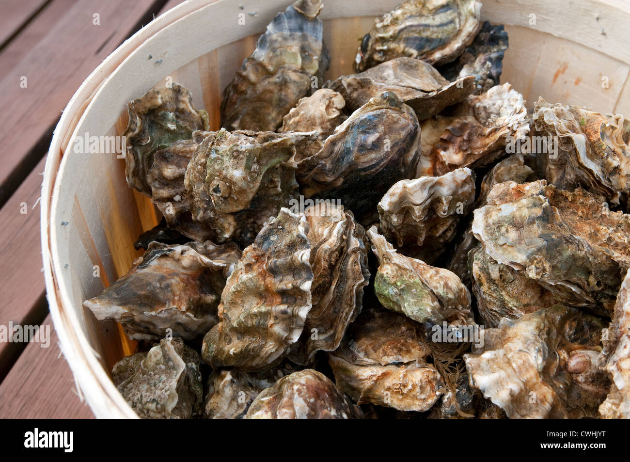 Des huîtres dans un coffret en bois, West Mersea, Essex, Angleterre Banque D'Images