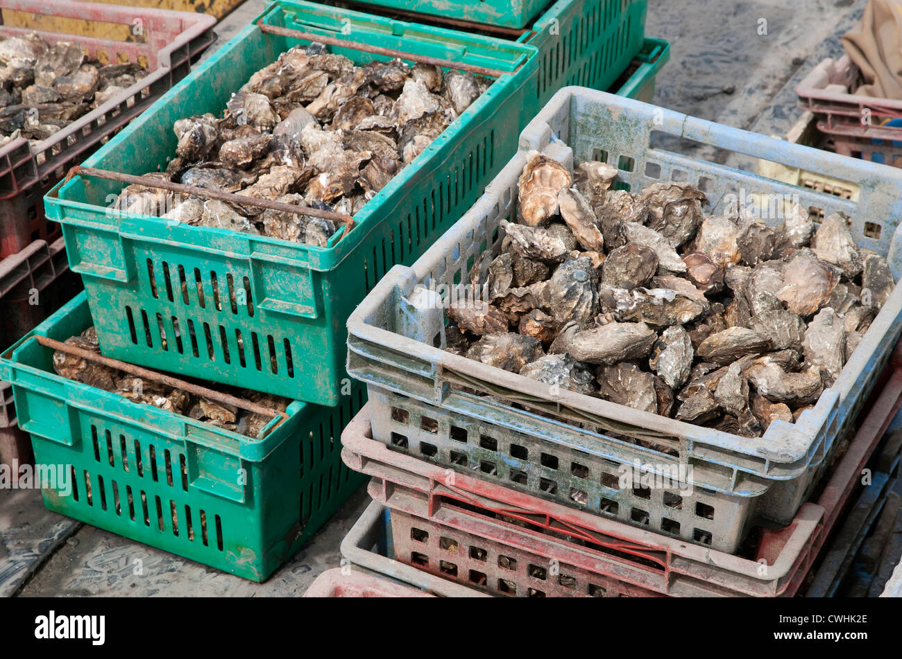 Boîtes d'huîtres fraîches, West Mersea, Essex, Angleterre Banque D'Images