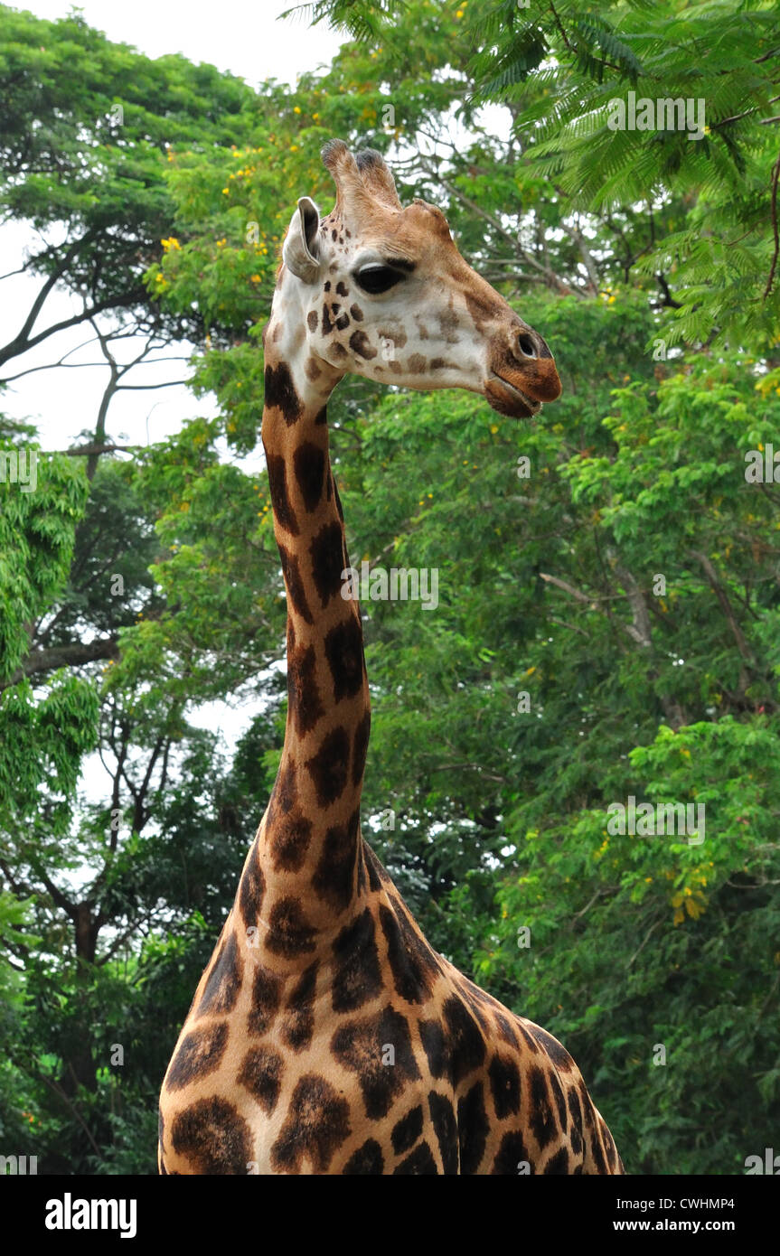 Girafe (Giraffa camelopardalis ) Banque D'Images
