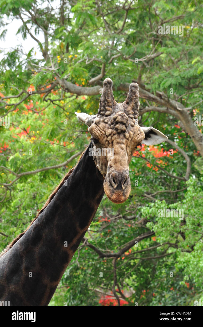 Girafe (Giraffa camelopardalis ) Banque D'Images