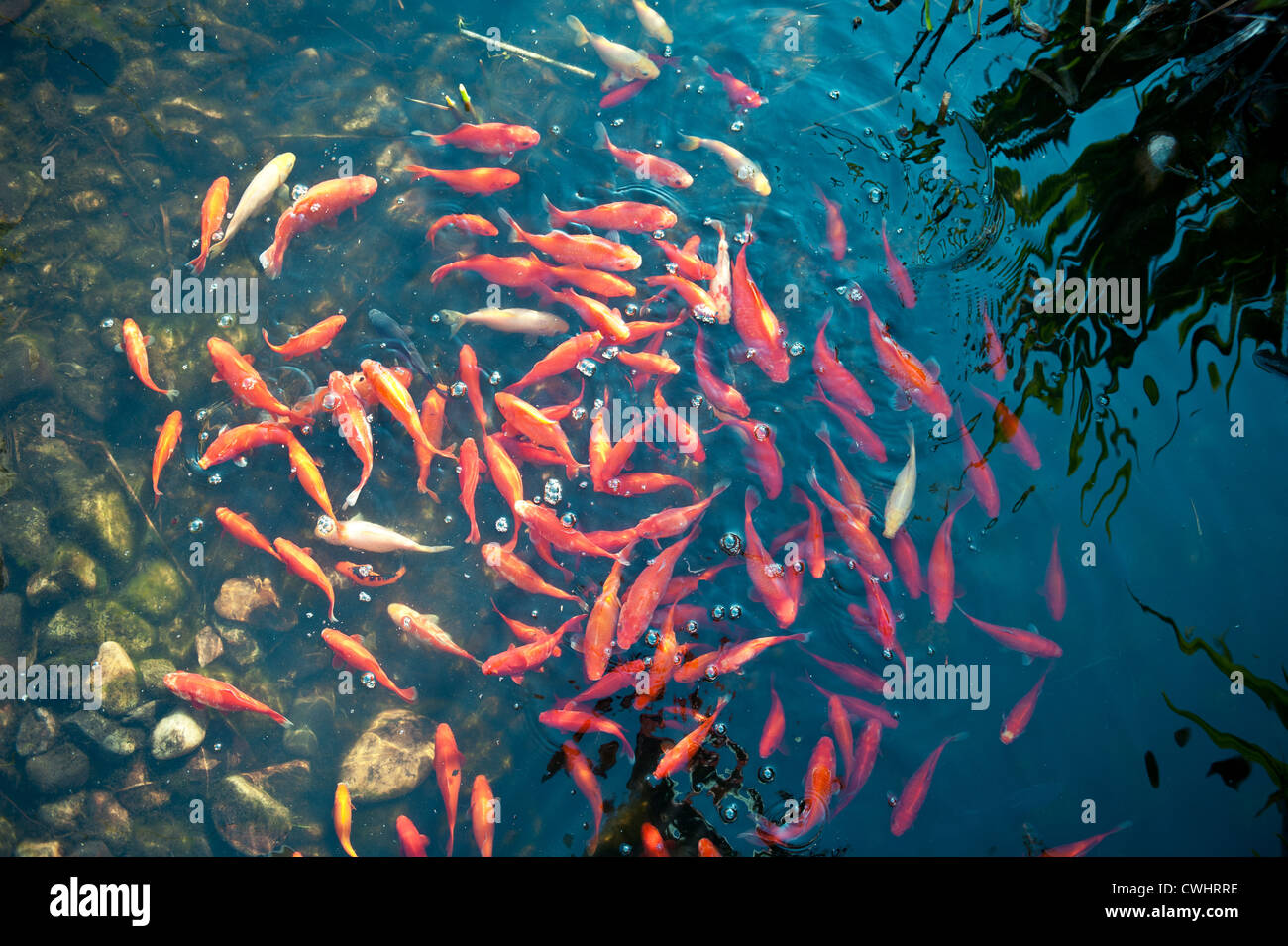 Banc De Poissons Poisson Rouge Bassin A Poissons Photo Stock Alamy