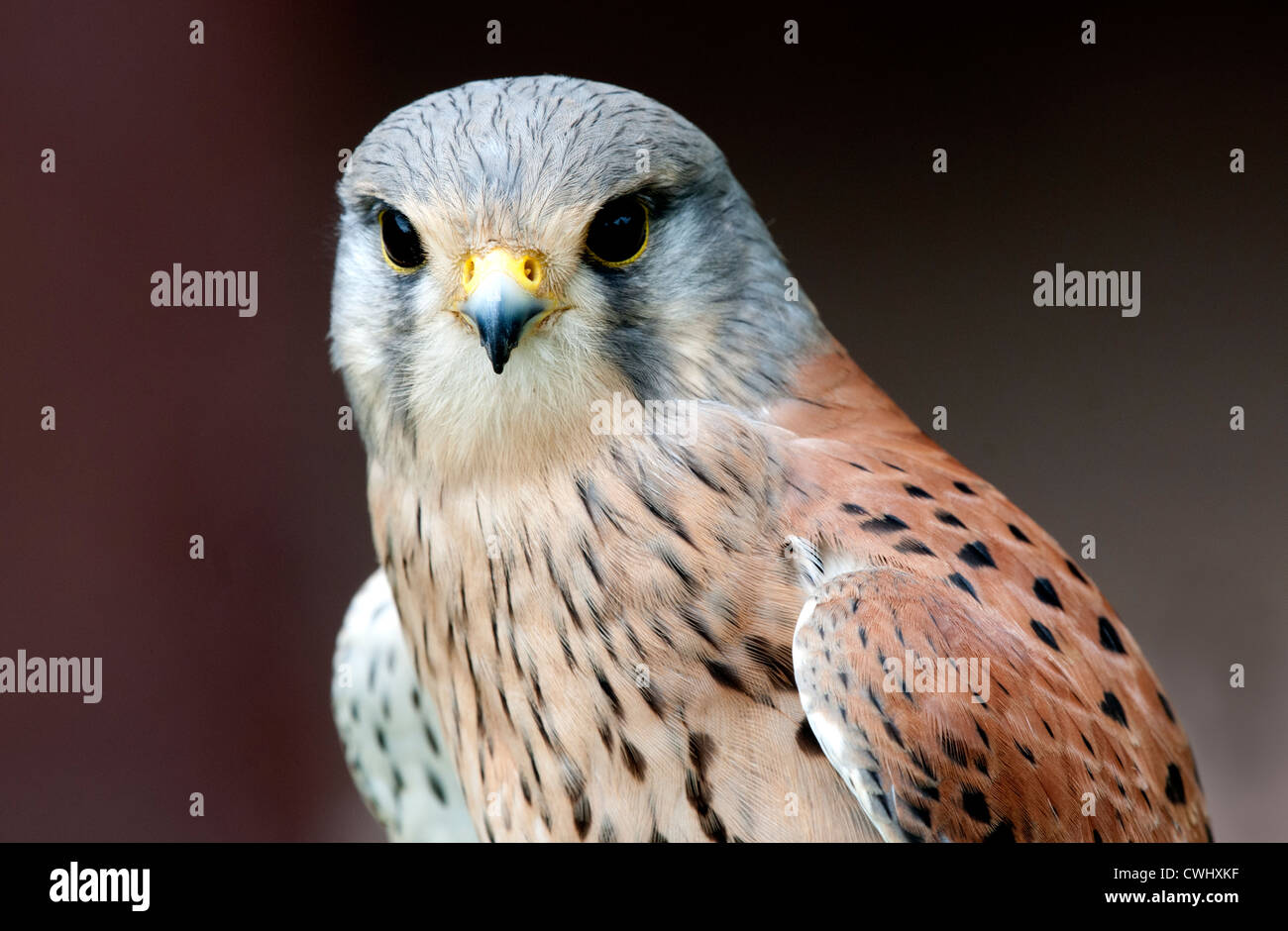 D'une tête et d'épaule d'un oiseau de proie kestrel mâle Photo Stock