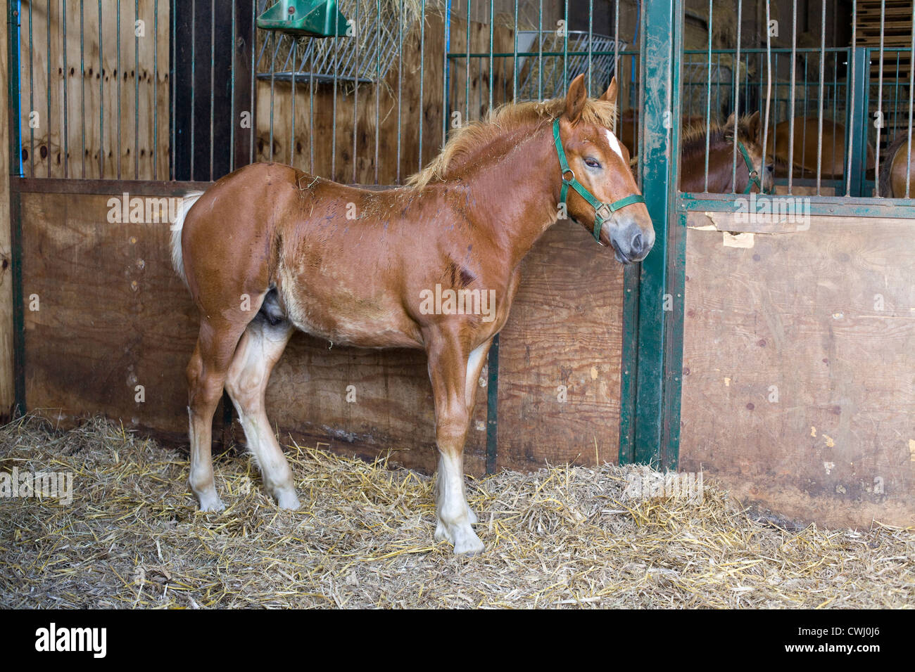 Suffolk Punch aussi historiquement connu sous le nom de Suffolk Horse foal dans une étable Equus ferus caballus relève de races rares ti Banque D'Images