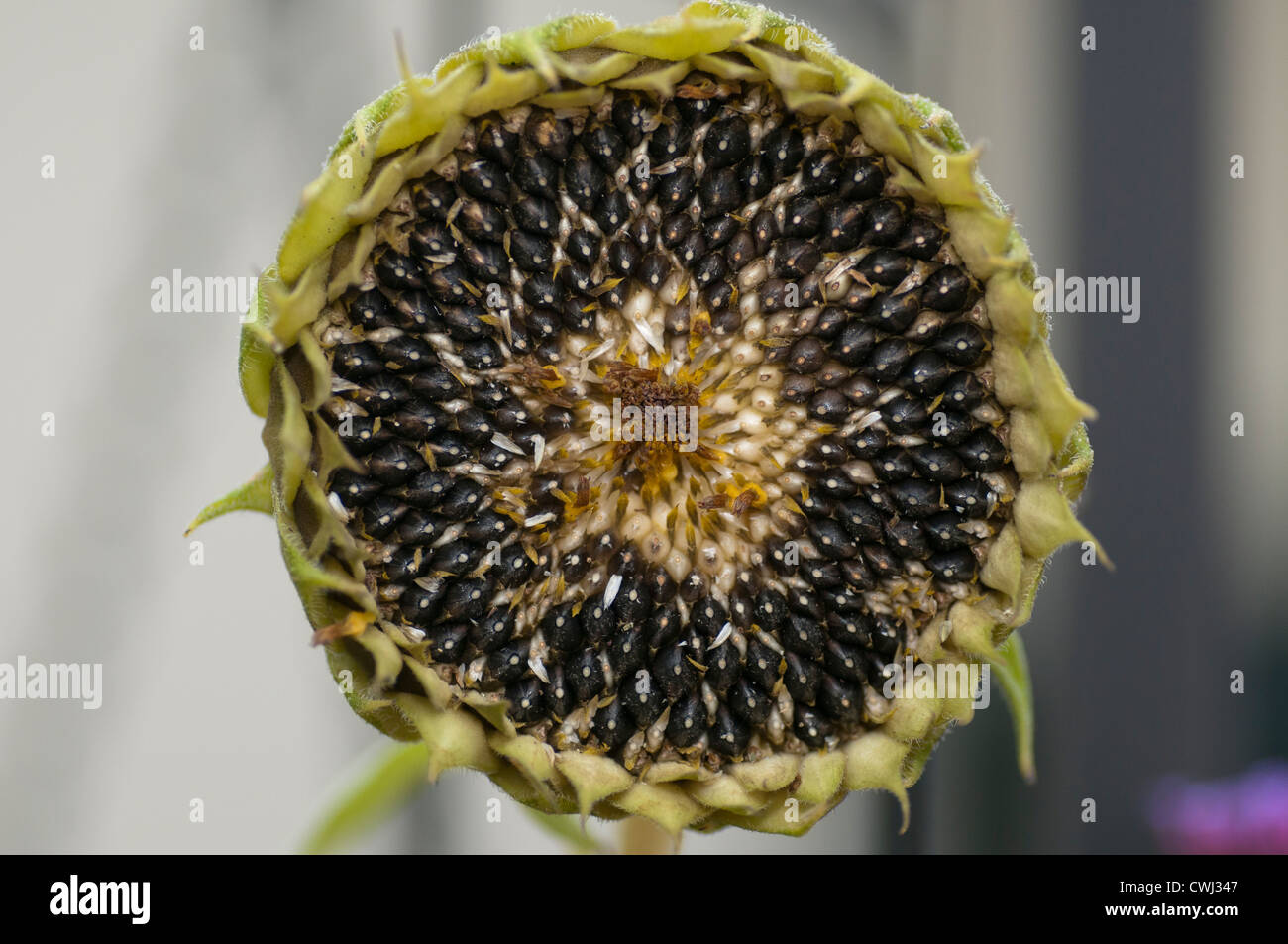 Tête de graine de tournesol (Helianthus annuus) Banque D'Images