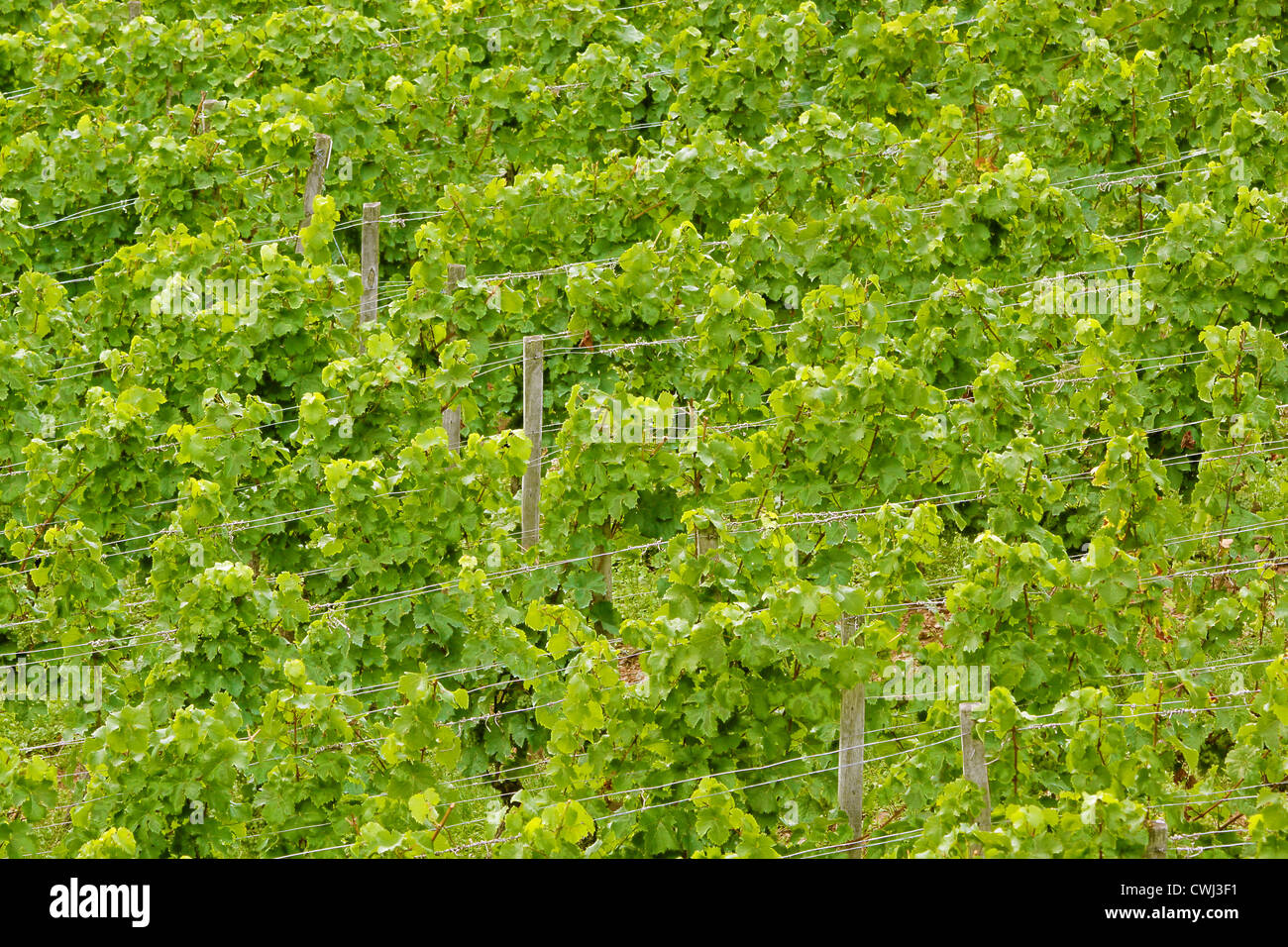 Raisin vert-vignes en été dans la région de Rheingau, Hesse, Allemagne Banque D'Images