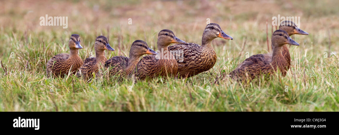 Canard colvert Anas platyrhynchos et élevage de couvain Banque D'Images