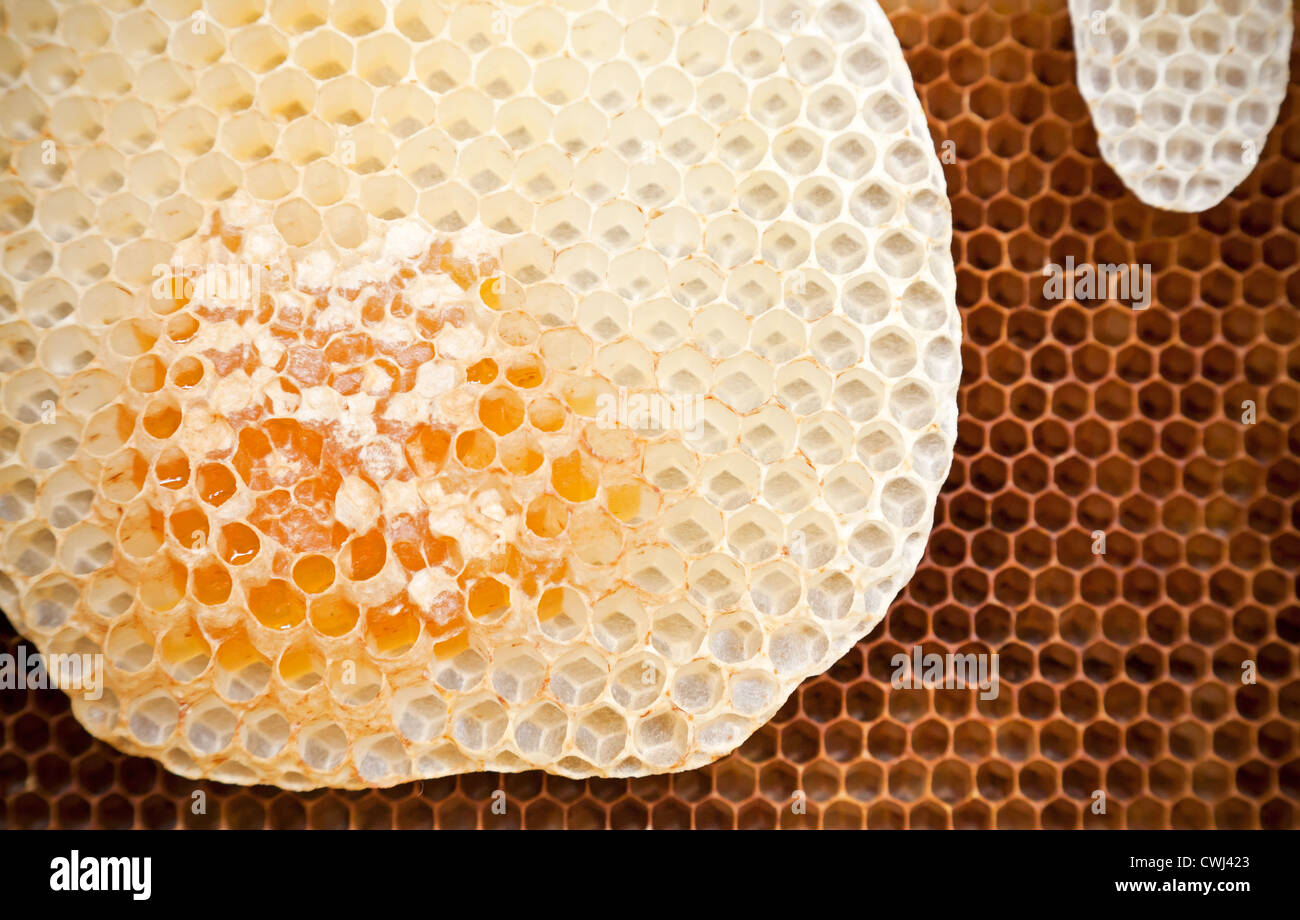 Texture de fond d'abeilles frais Banque D'Images