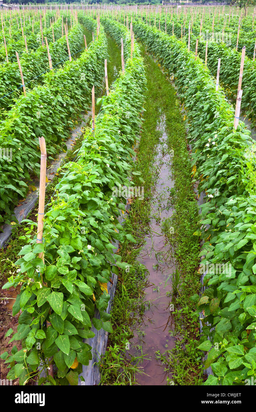 Plantation de haricots au nord de Luzon, Philippines Banque D'Images
