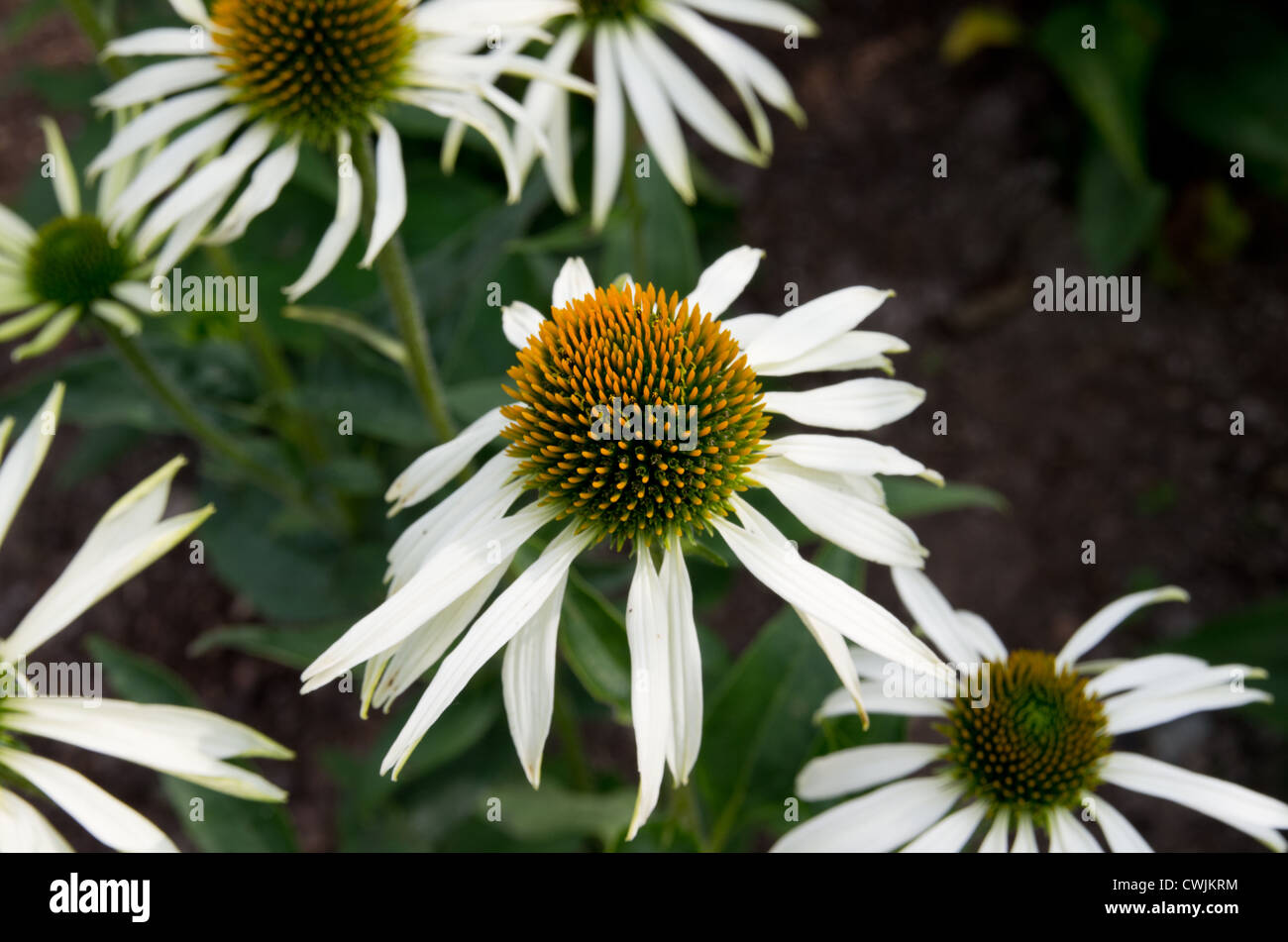 Echinacea purpurea 'White Swan' Banque D'Images