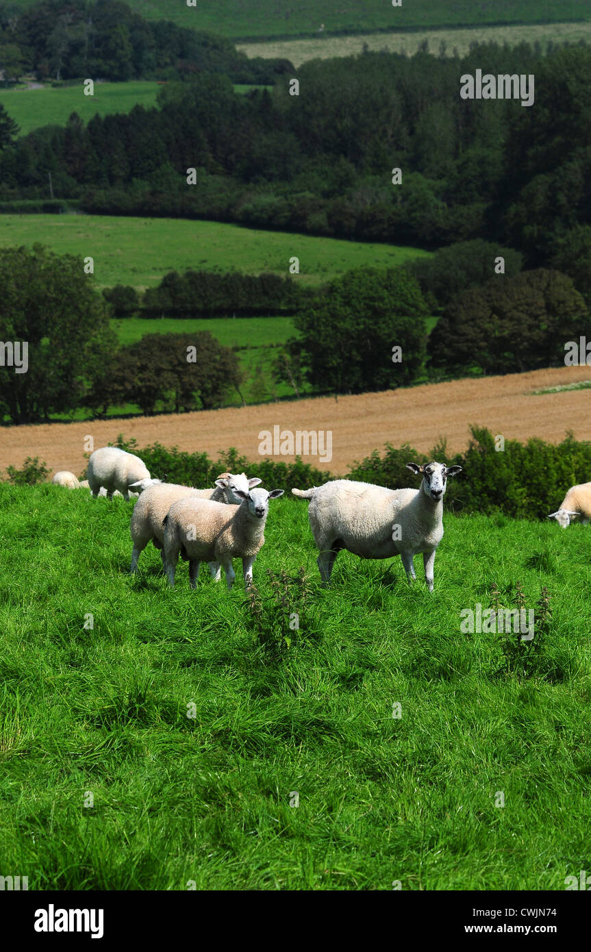 Moutons dans un champ dans la campagne vallonnée de l'Ouest Dorset UK Banque D'Images