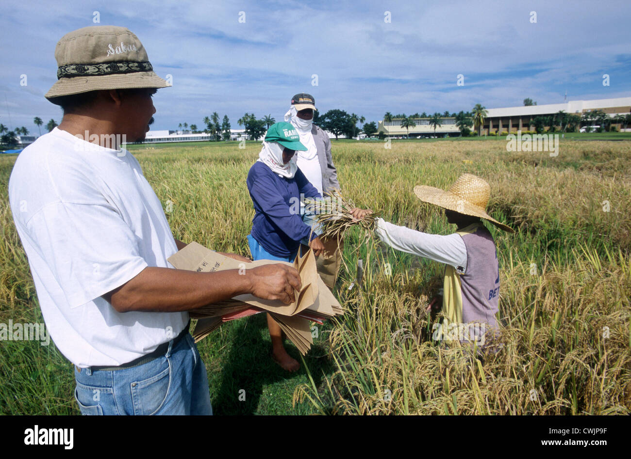 Philippines L'IRRI International Rice Research Institute de Los Banos, près de Manille, la recherche sur de nouvelles variétés hybrides de riz Banque D'Images