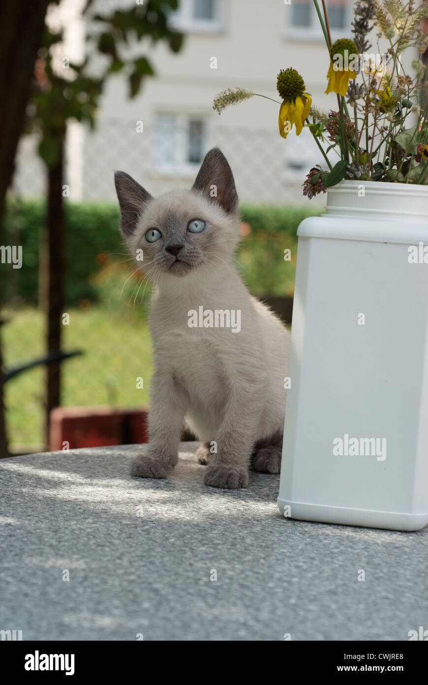 Chaton Siamois Male 2 Mois Piscine Photo Stock Alamy