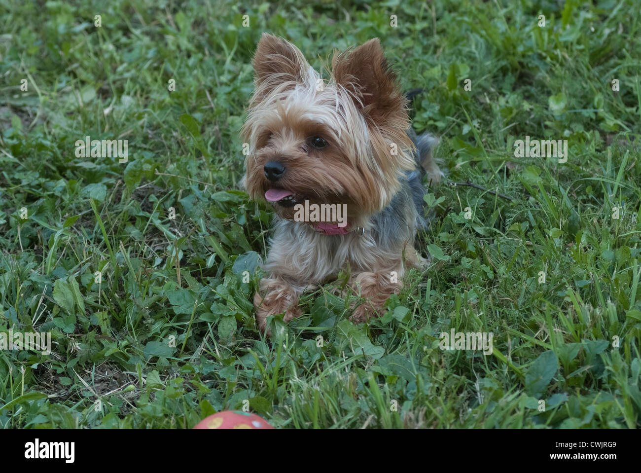 Petit Chien Yorkshire Terrier Femelle Dans Lherbe Dété