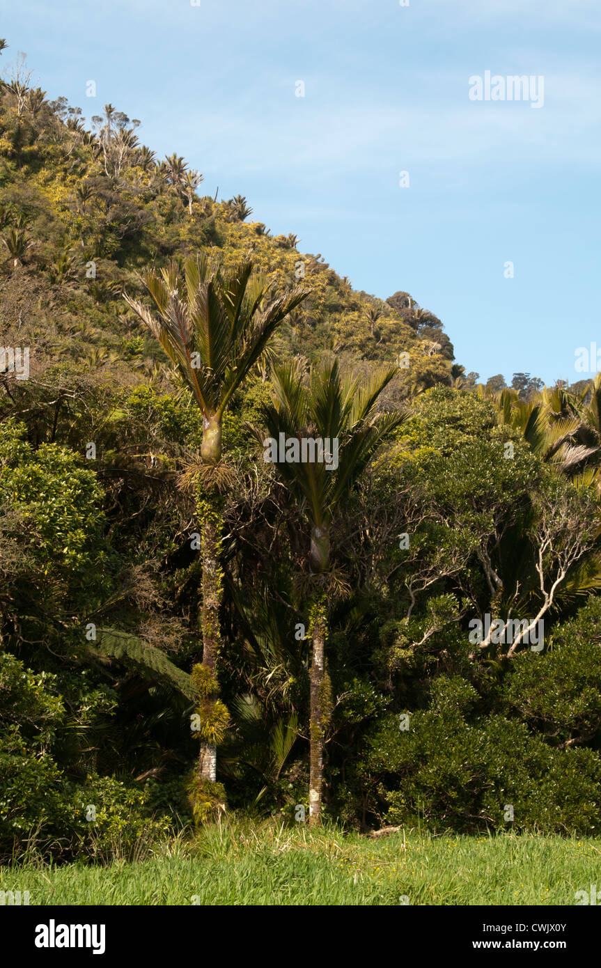 Le Nikau palm est endémique de Nouvelle-Zélande et est la plus au sud du monde palmier. Nikau-Palme endemisch ist die dans États-unis : Banque D'Images