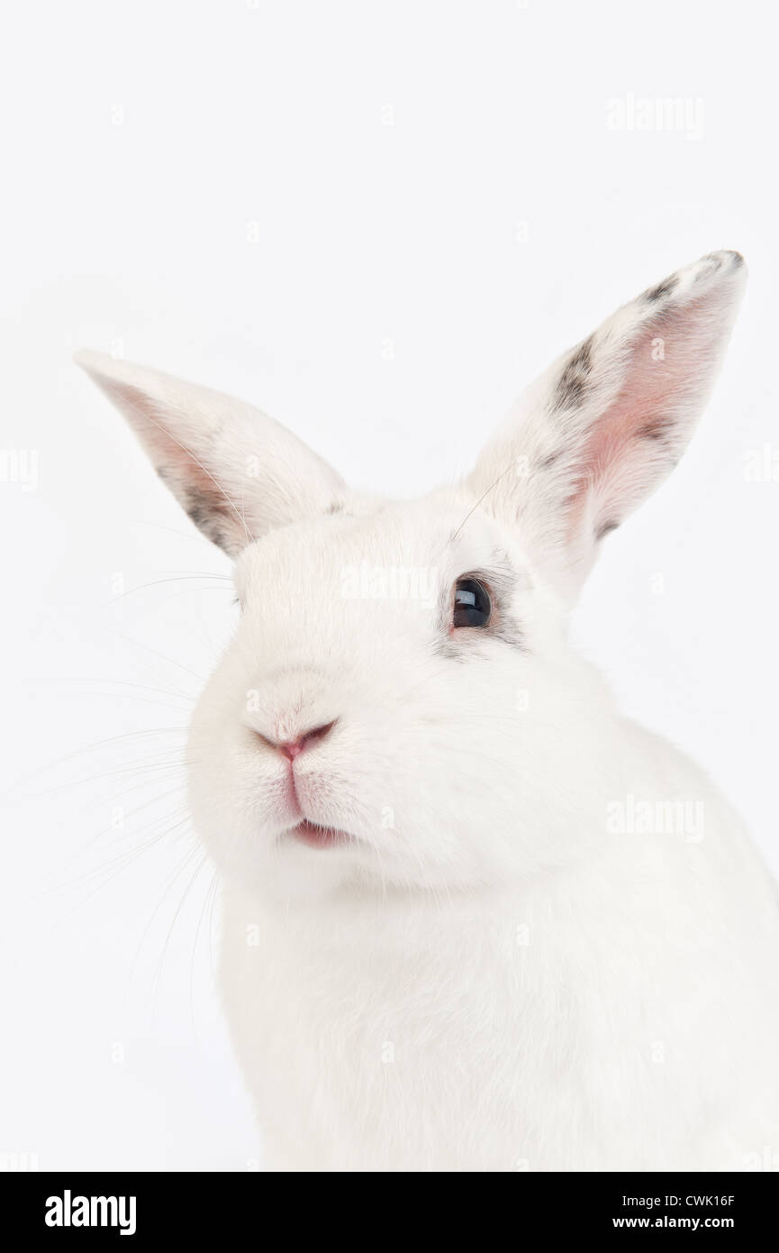 Portrait lapin domestique unique isolé dans un studio anglais race papillon Banque D'Images