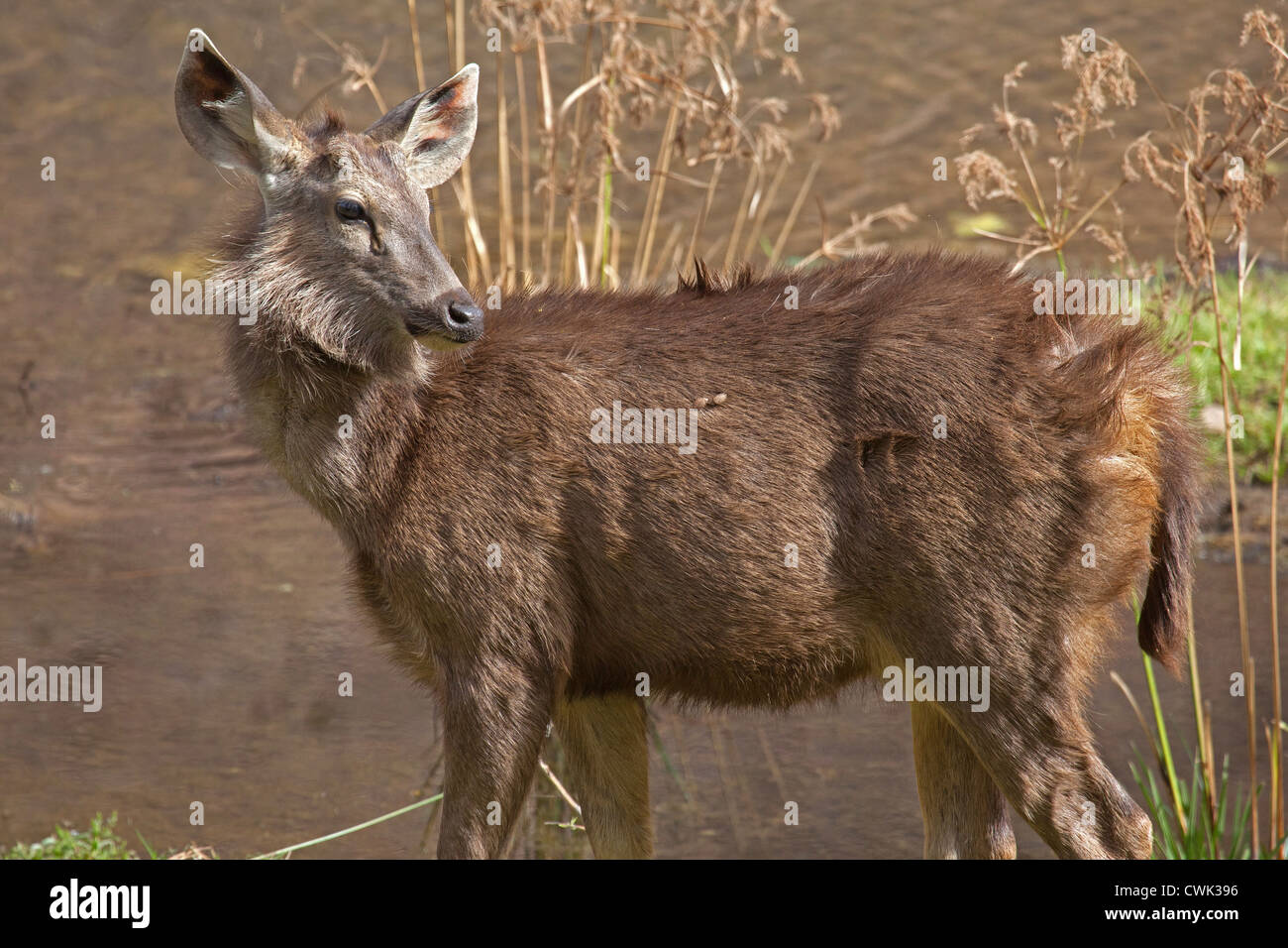 Sambar deer (Cervus unicolor / Rusa unicolor) femmes au parc national de Ranthambore, Sawai Madhopur, Rajasthan, Inde Banque D'Images