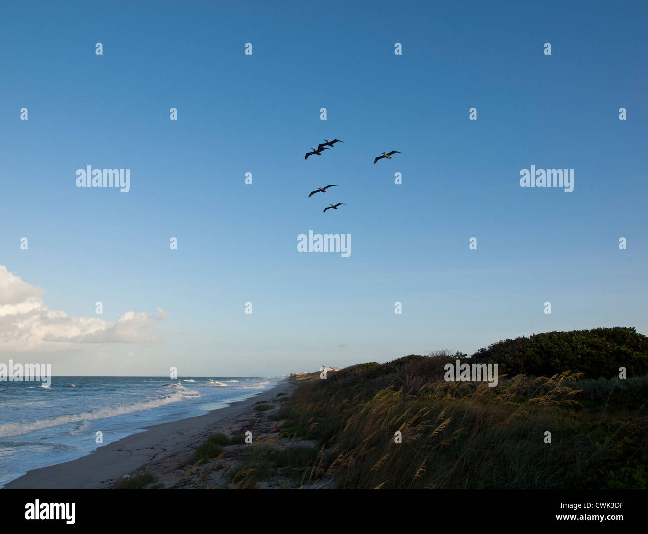 Les pélicans survolant Melbourne Beach sur l'océan Atlantique en Floride Centrale USA au coucher du soleil Banque D'Images