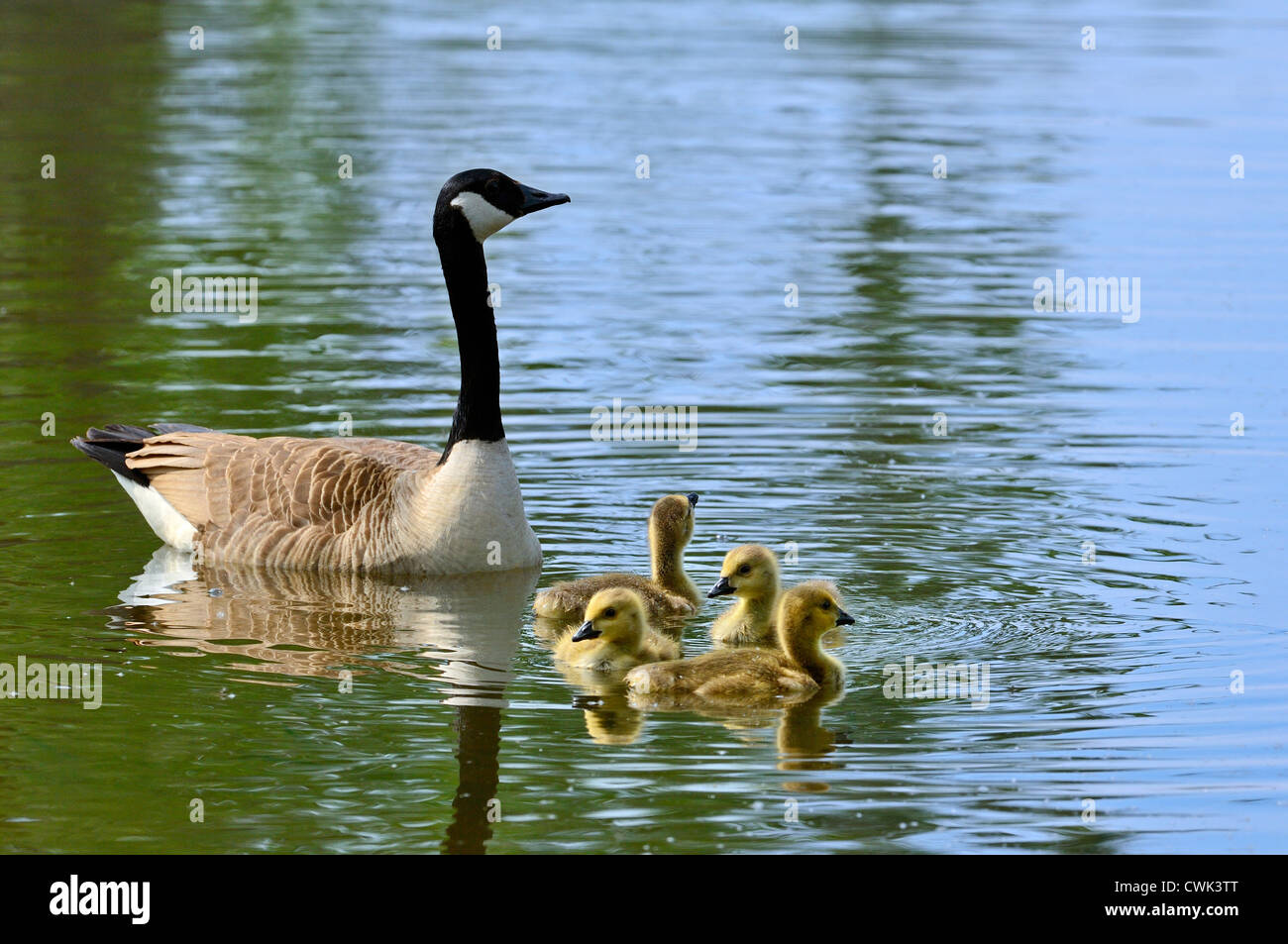 Bernache du Canada (Branta canadensis) natation et oisons dans le lac, Belgique Banque D'Images