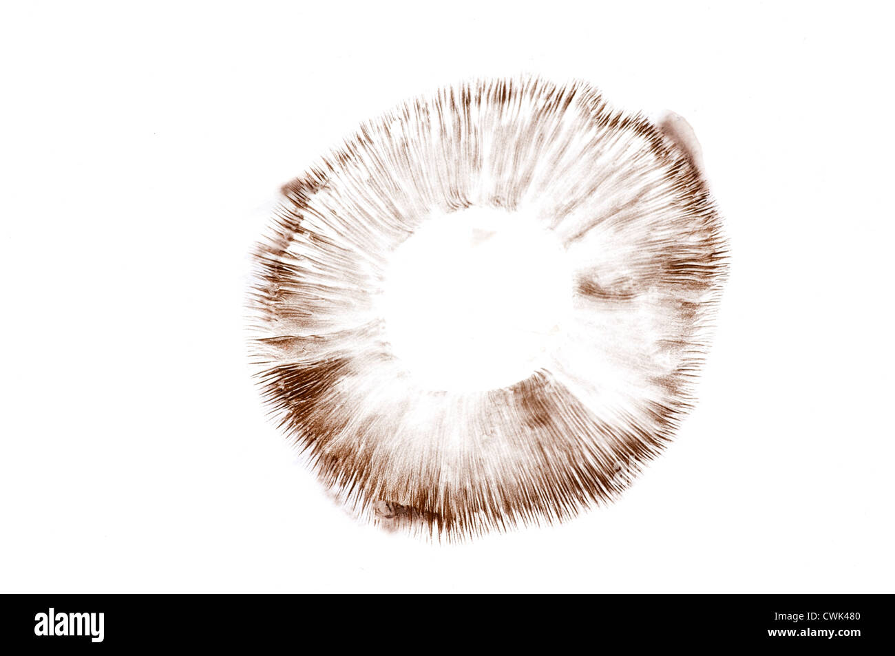 Sporée : champignons cultivés : Agaricus bisporus Banque D'Images