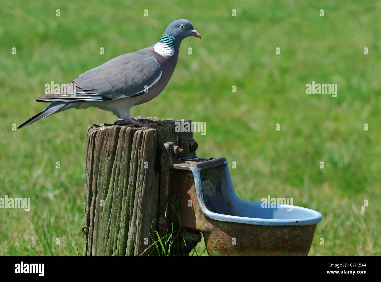 Bois commun pigeon (Columba palumbus) perché sur le bétail de la cuvette d'eau dans le champ, Zélande, Pays-Bas Banque D'Images