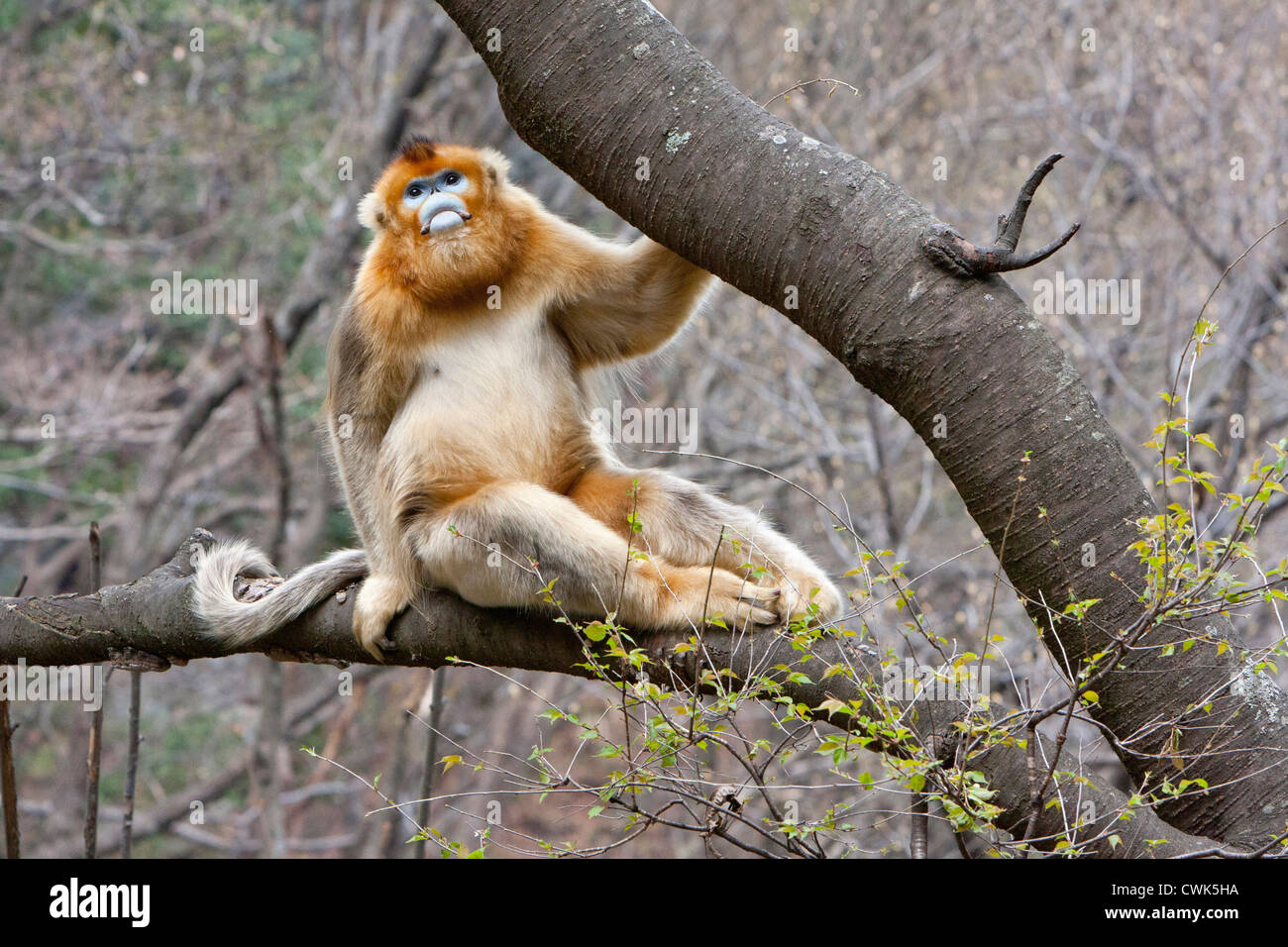 Montagnes Qinling, Chine, Portrait de mâle Golden Monkey in tree Banque D'Images