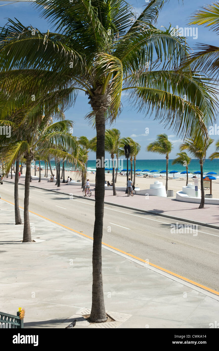 Palmiers PLAGE SUD SEABREEZE BOULEVARD FORT LAUDERDALE FLORIDA USA Banque D'Images Palmiers PLAGE SUD SEABREEZE BOULEVARD FORT LAUDERDALE FLORIDA USA Banque D'Images