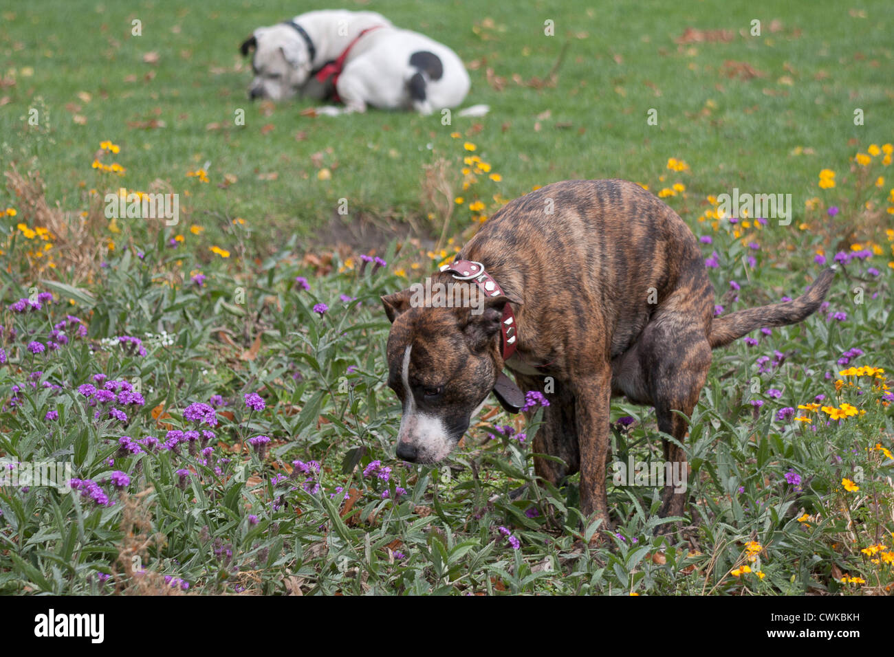 Dog staffordshire bull terrier staffie Banque de photographies et d ...