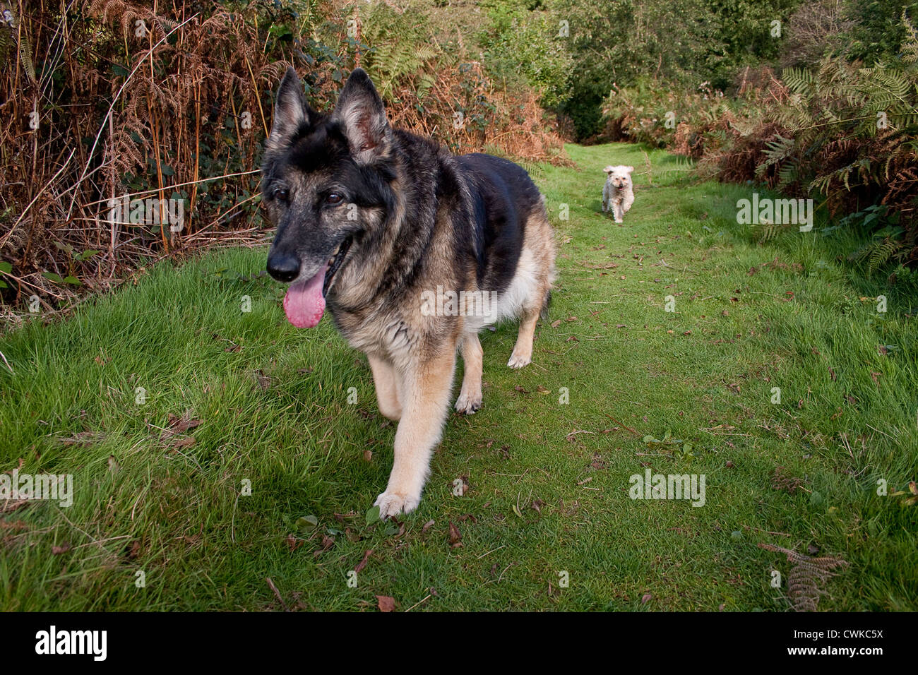 Deux chiens dehors Banque D'Images
