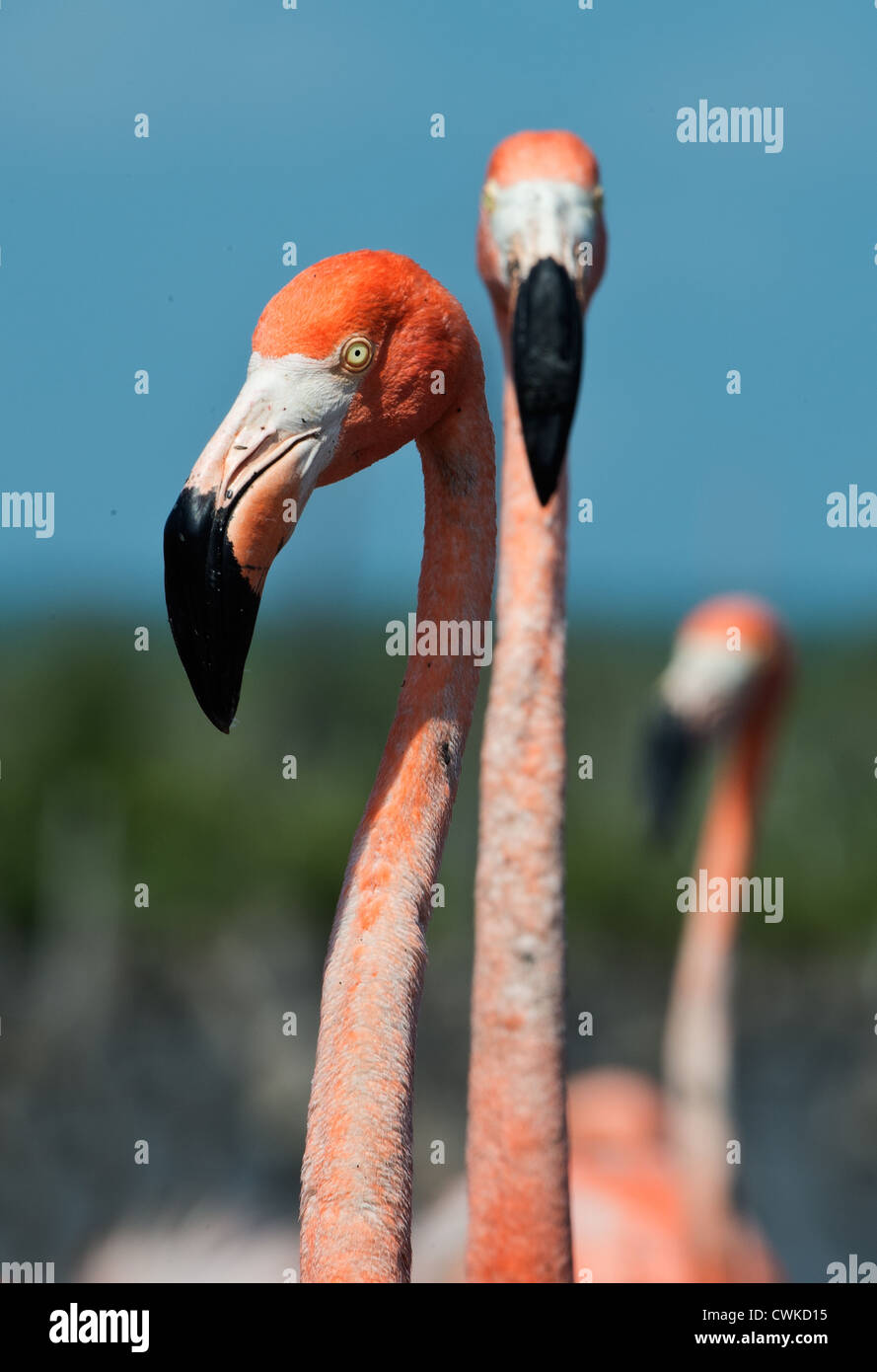 Flamant rose (Phoenicopterus ruber) Banque D'Images