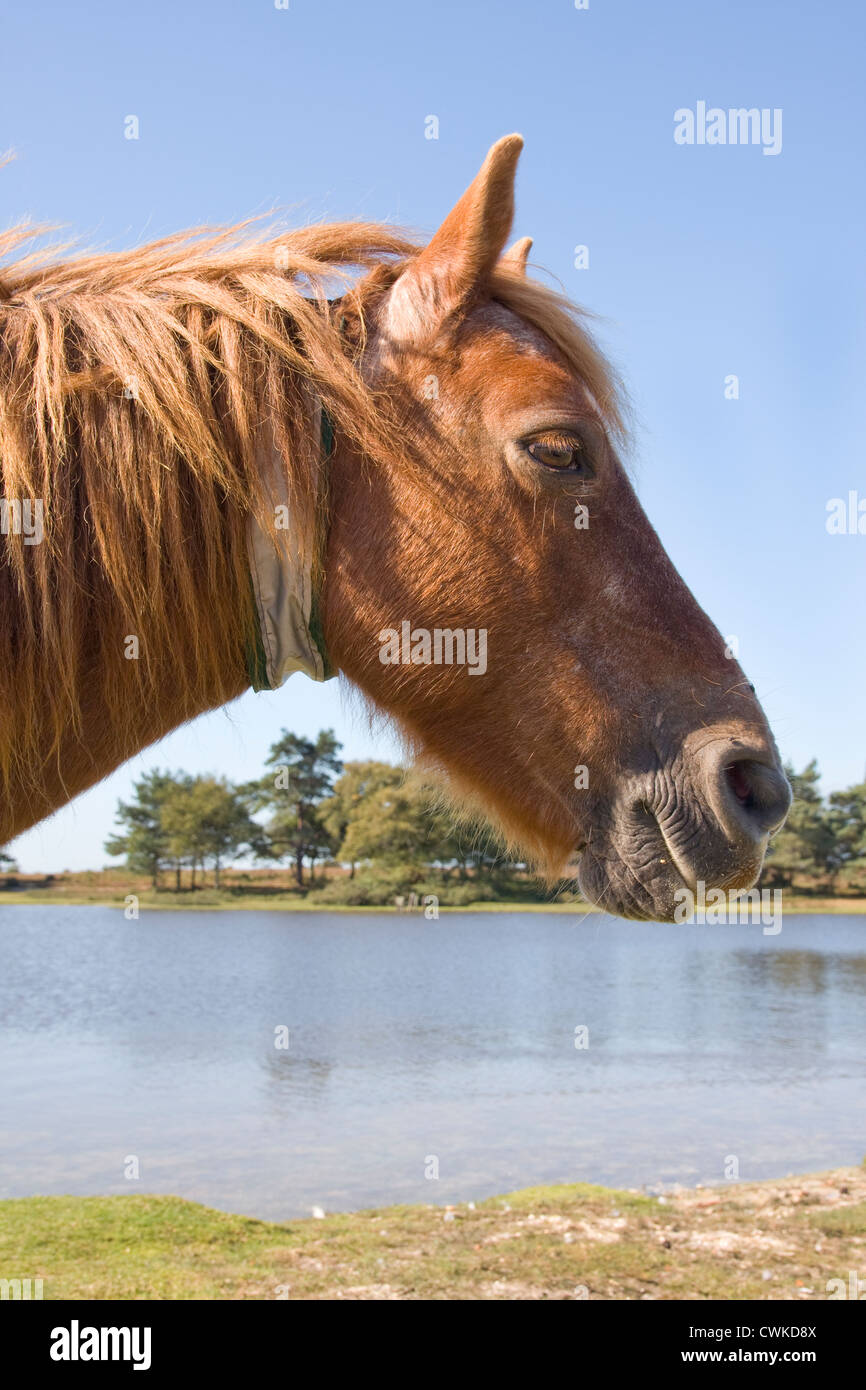 Poney New Forest, Hampshire, Angleterre Banque D'Images