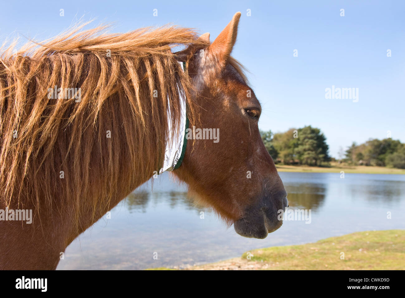 Poney New Forest, Hampshire, Angleterre Banque D'Images